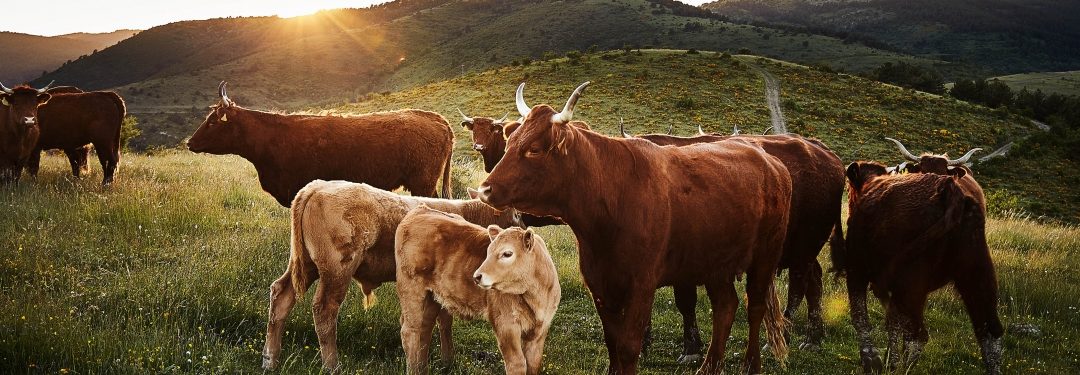 Carne ecológica de Cal Tomàs: ¡Compromiso «Mifune Neko»!