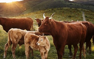 Carne ecológica de Cal Tomàs: ¡Compromiso «Mifune Neko»!